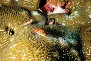 Neon: Neon triplefin - taken for acquariums