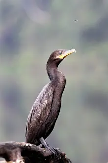 Neotropic: Neotropic Cormorant