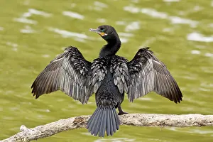 Neotropic: Neotropic Cormorant
