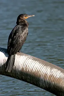 Paulo: Neotropic Cormorant