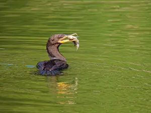Catching: Neotropic Cormorant catching fish Phalacrocorax