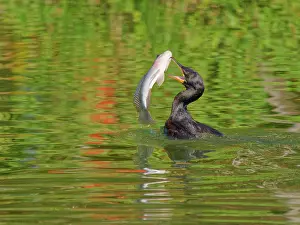 Catching: Neotropic Cormorant catching fish Phalacrocorax