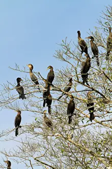 Olivaceus: Neotropic Cormorant / Olivaceous Cormorant