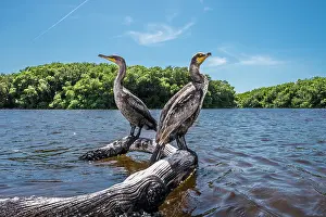 Phalacrocoracidae: Neotropic Cormorant (Phalacrocorax brasilianus)