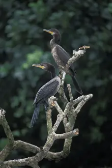 Tortuguero: Neotropic Cormorants