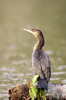 Neotropic: Neotropic / Olivaceous Cormorant