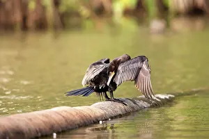 Neotropic: Neotropic / Olivaceous Cormorant