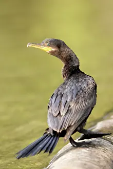 Neotropic: Neotropic / Olivaceous Cormorant