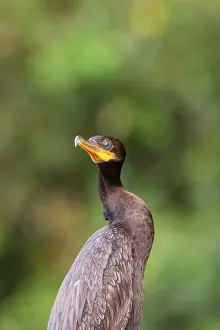 Neotropic: Neotropic / Olivaceous Cormorant