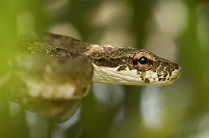 Jong: Neotropical Bird Snake