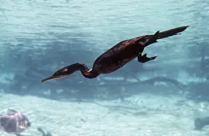 Andrea Florence: NEOTROPICAL CORMORANT - underwater, diving