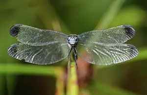 Percher: Neotropical dragonfly (Uracis fastigiata) male