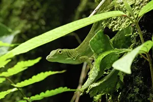 Anoles: Neotropical Green Anole