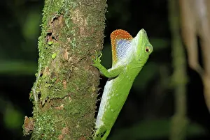 Dewlap: Neotropical Green Anole