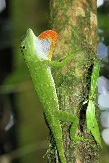 Dewlap: Neotropical Green Anole