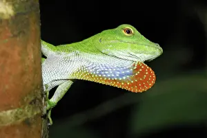 Dewlap: Neotropical Green Anole