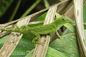 Anoles: Neotropical Green Anole