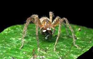 Tarantulas: Neotropical migrant spider (Ctenidae) with prey