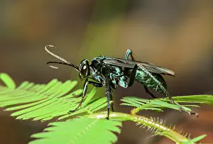 Glistens: Neotropical potter wasp (Vespidae), Amazon rainforest