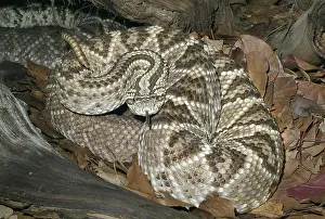 Durissus: Neotropical Rattlesnake