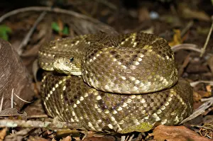 Durissus: Neotropical Rattlesnake