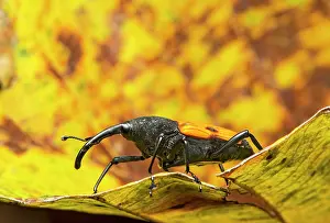 Choco: Neotropical weevil (Curculionidae), Choco Rainforest