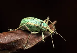 Choco: Neotropical weevil (Curculionidae), Choco Rainforest