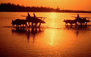 Cart: Nepal - loaded bullock carts crossing Rapti river at sunset