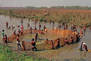 Fencing: Nepal - Tharu villagers community fishing using