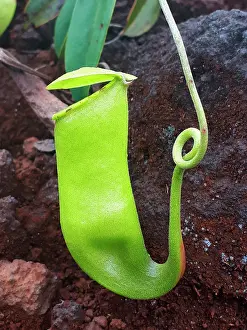 Trap: Nepenthes Pitcher Plant (Nepenthes vieillardii)