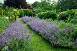 Nepeta: Nepeta / Catmint Six Hills Giant