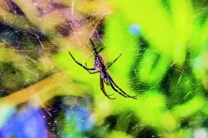 Mystery: Nephilid (Nephila) lurks in the spider's web, Mystery