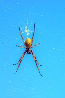 Mystery: Nephilid (Nephila) lurks in the spider's web, Mystery