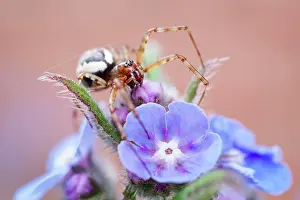 Borage: Neriene Peltata - on Borage flowers