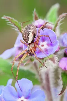 Borage: Neriene Peltata - on Borage flowers