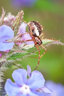 Borage: Neriene Peltata - on Borage flowers