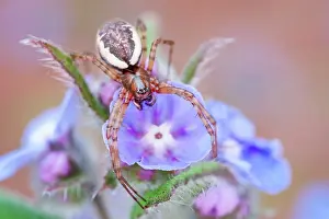 Borage: Neriene Peltata - on Borage flowers