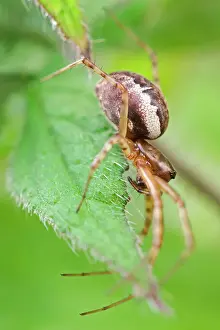 Sheet: Neriene Peltata - on leaf
