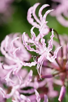 Undulata: Nerine