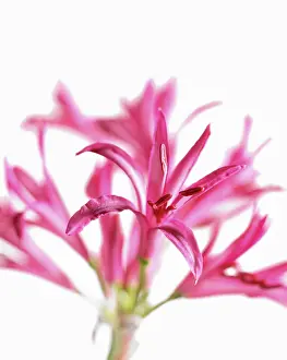 Muted: Nerine