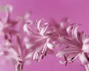 Delphinium: Nerine, Close view of several pink flowers with