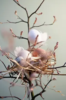 Relationship: Nest