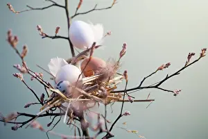 Relationship: Nest