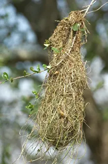 Icterus: Nest of Altamira Oriole (Icterus gularis)