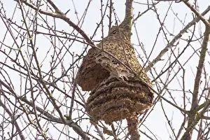 Hymenoptere: NEST OF ASIAN HORNET