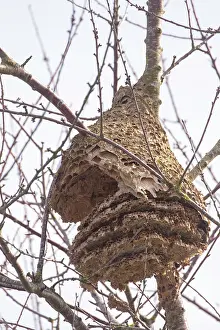 Hymenoptere: NEST OF ASIAN HORNET