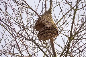 Hymenoptere: NEST OF ASIAN HORNET