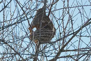 Hiver: NEST OF ASIAN HORNET