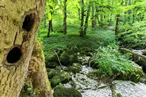 Martius: Nest of Black Woodpecker in the Cirque de Consolation