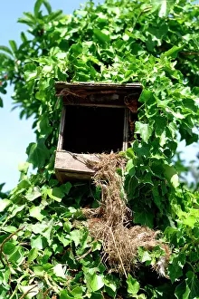 Martens: Nest box - destruction / damage caused by a Beech